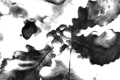 蒙古棟樹(shù)值多少錢？