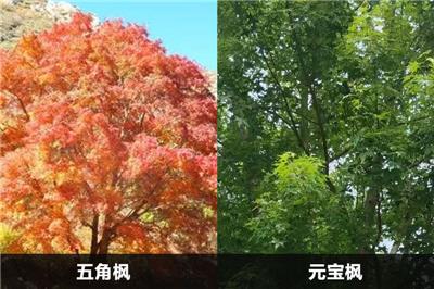 五角楓和元寶楓的區(qū)別有幾點(diǎn)？應(yīng)該怎么分別？