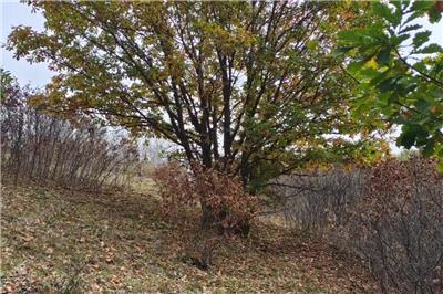 相對(duì)獨(dú)桿蒙古櫟，叢生蒙古櫟價(jià)格為什么會(huì)這么貴？