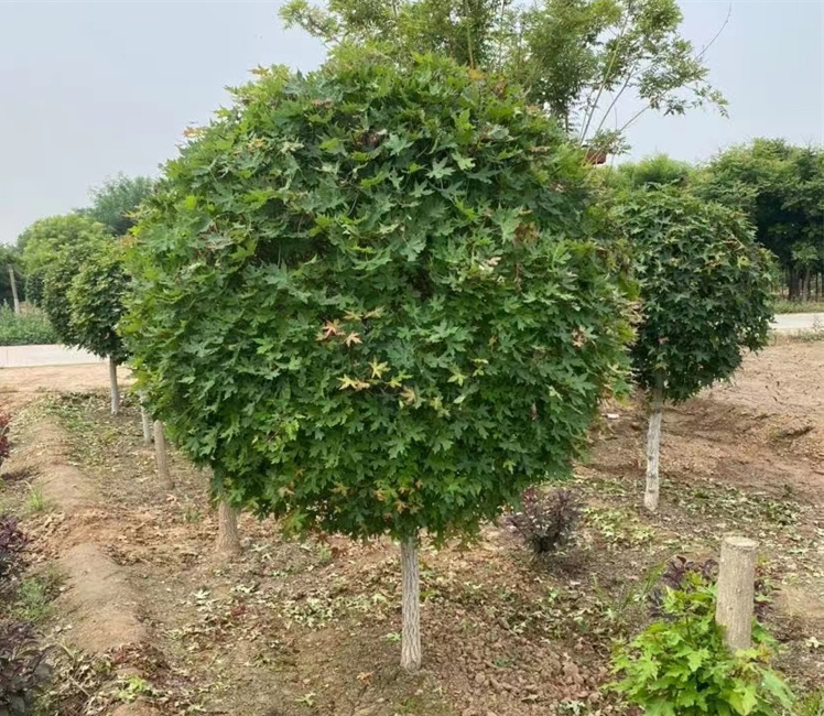叢生元寶楓、產地、價格、苗圃基地及病蟲防治