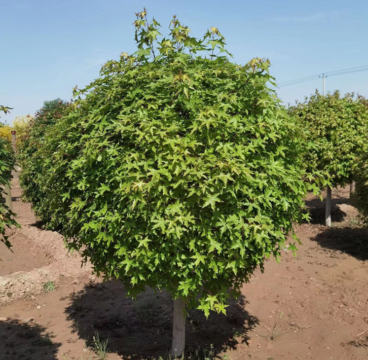 叢生元寶楓、產地、價格、苗圃基地及病蟲防治