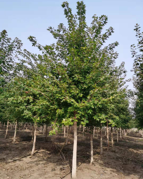 叢生元寶楓、產地、價格、苗圃基地及病蟲防治